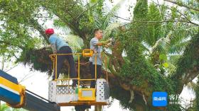 海南周刊｜老果树成为“流量密码” 如何打造古树研旅IP？