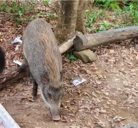 宁夏招募野猪猎人 要求不能下毒不许用枪 评论区网友热议笑翻了  第5张