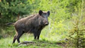 宁夏招募野猪猎人 要求不能下毒不许用枪 评论区网友热议笑翻了  第9张